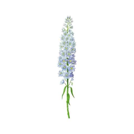 Delphinium Big : Sticker                  
