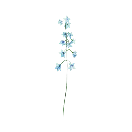 Delphinium Spry : Sticker                  
