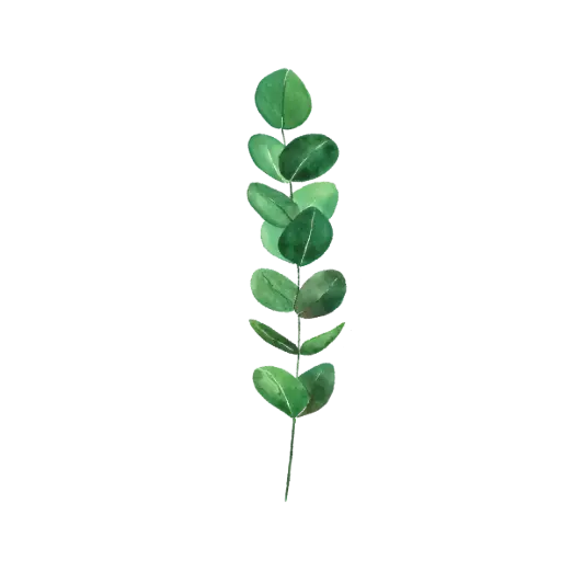 Eucayptus 1 : Sticker                   