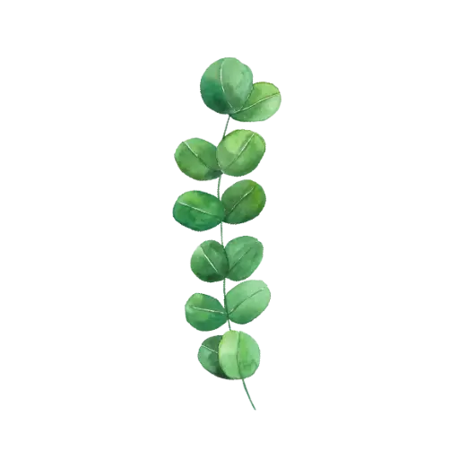 Eucayptus 2 : Sticker                    