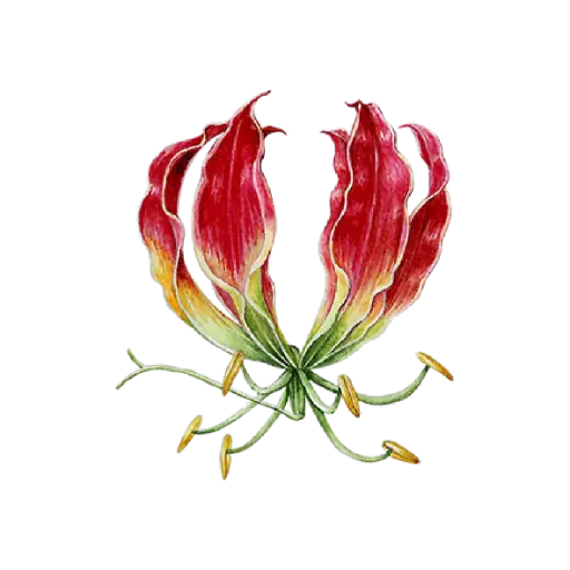 Flame Lilly : Sticker                    