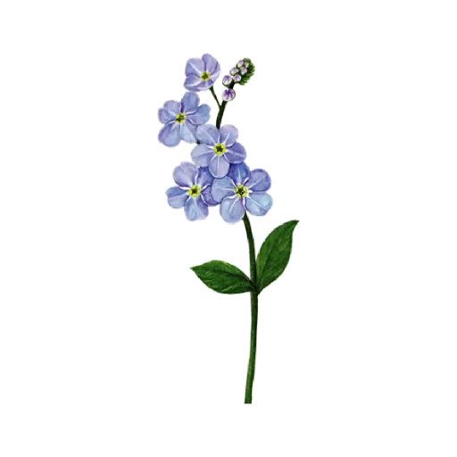 Forget Me Not : Sticker                     