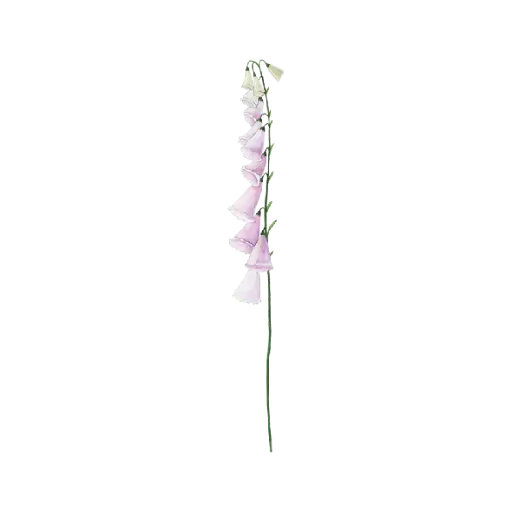 Foxglove : Sticker                      