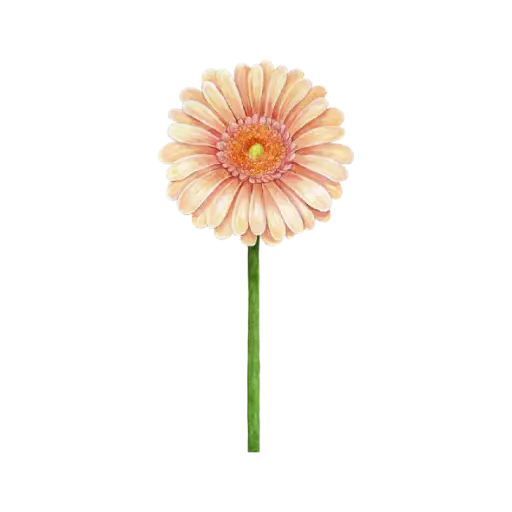 Gerbera Coral : Sticker                       