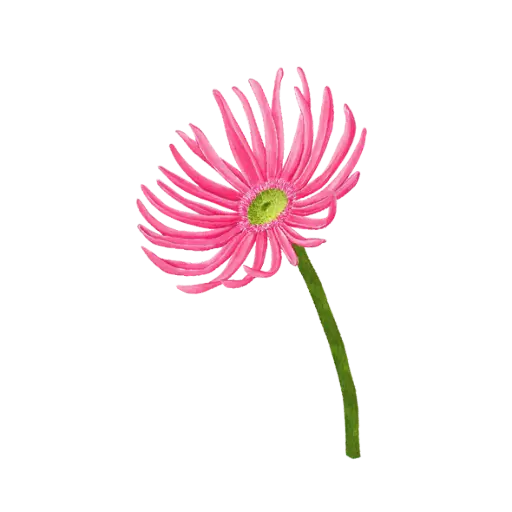Gerbera Spider : Sticker                        