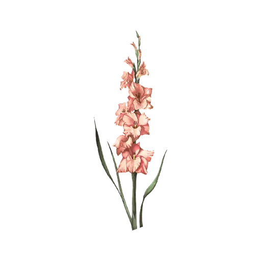  Gladiolus : Sticker                    