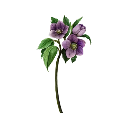  Hellebore Purple : Sticker                     