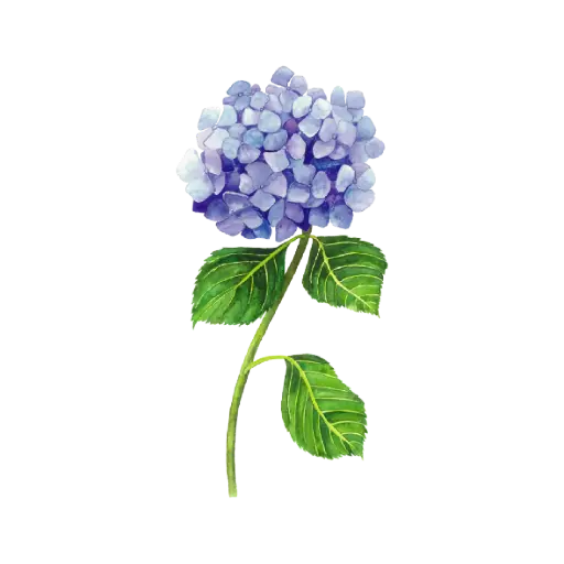 Hydrengea Blue : Sticker                    