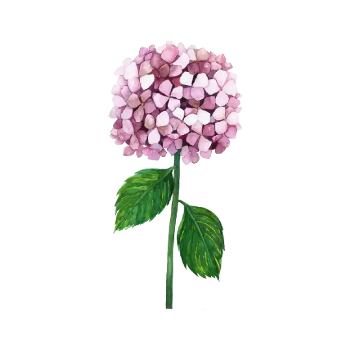 Hydrengea Pink : Sticker                    