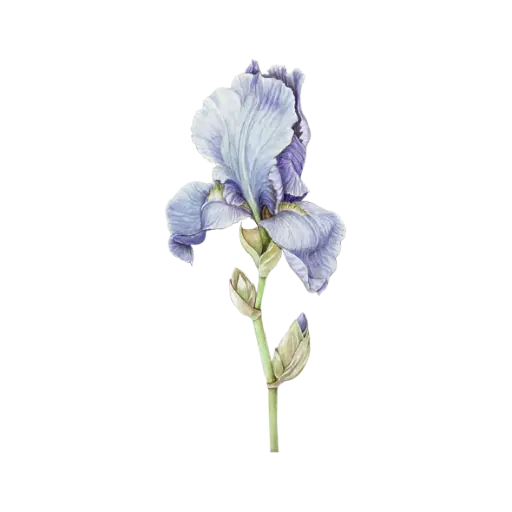  Iris : Sticker                     