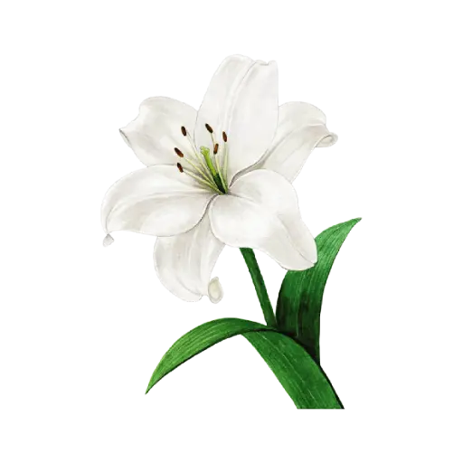 Lily White : Sticker                       