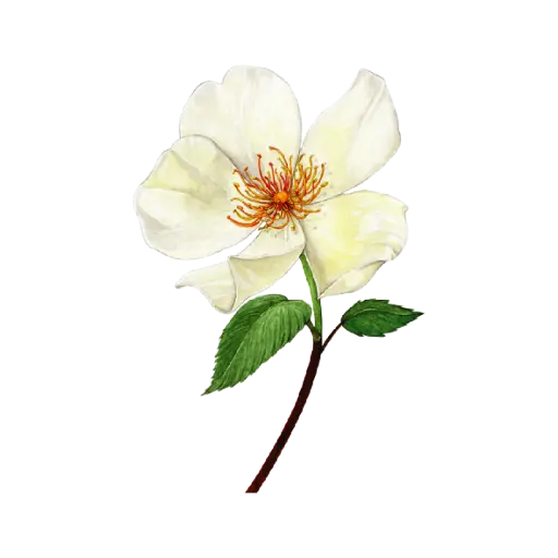 Magnolia : Sticker                       