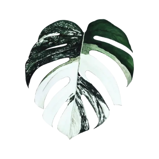 Monstera Albo : Sticker                        