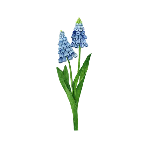 Muscari  : Sticker                         