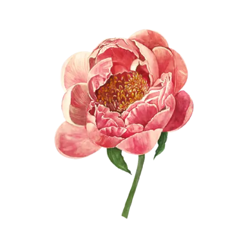 Peony Coral Pink : Sticker                           