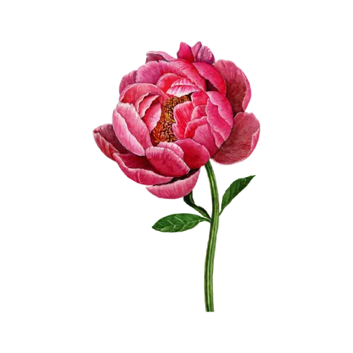 Peony Dark Pink : Sticker                            