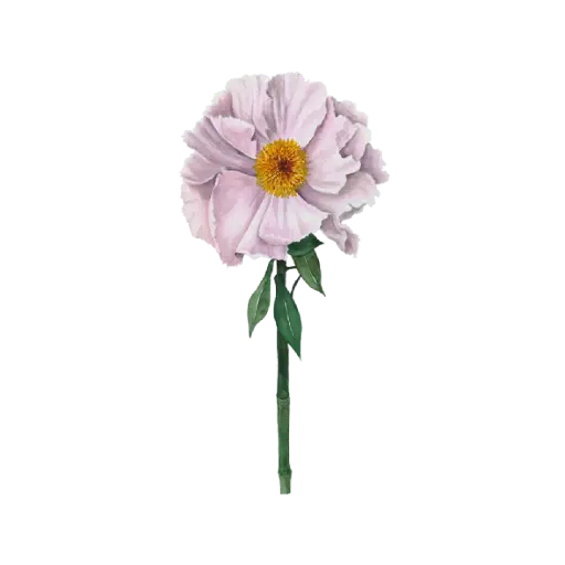 Peony Light Pink Front : Sticker                            