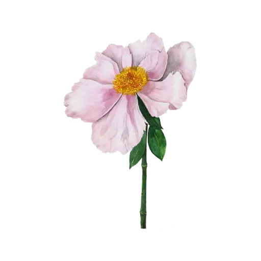 Peony Light Pink Side : Sticker                             