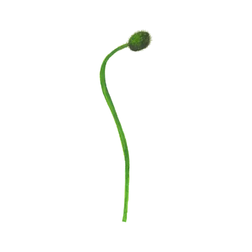 Poppy Bud Curve : Sticker                              