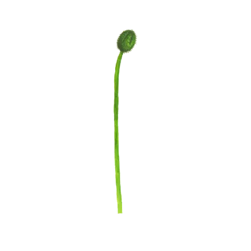 Poppy Bud Tall : Sticker                                