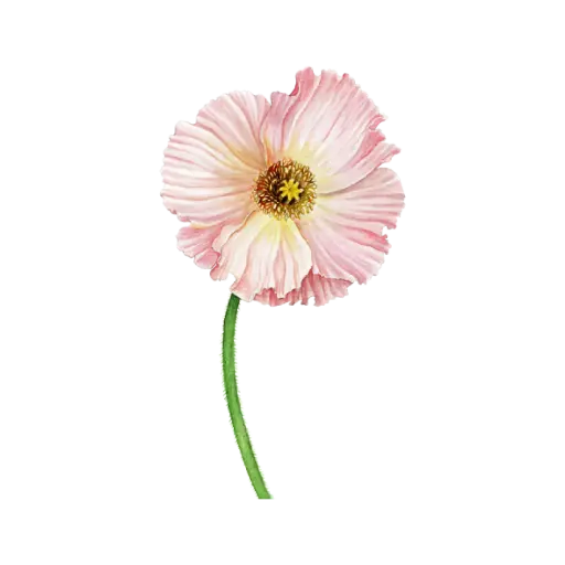 Poppy Icelandic : Sticker                                