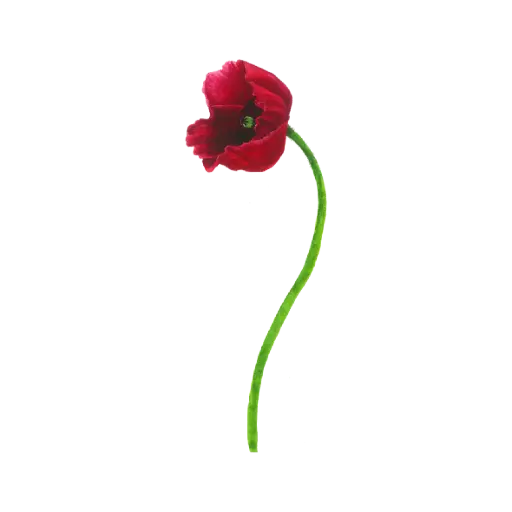 Poppy Red Curve : Sticker                                 