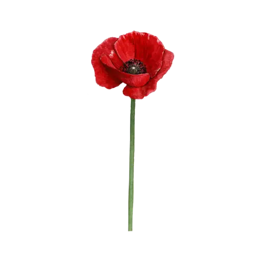 Poppy Red Front : Sticker                                  