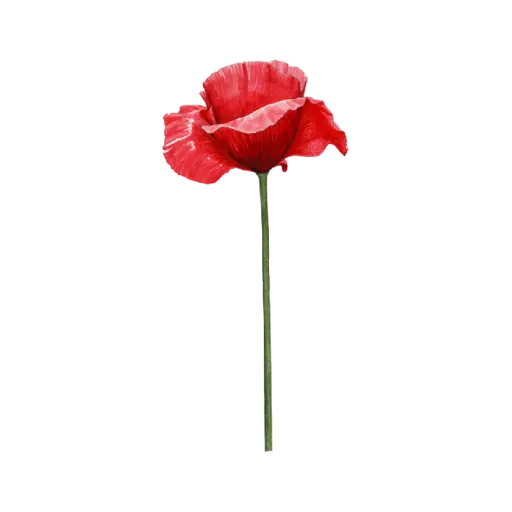 Poppy Red Side : Sticker                                   