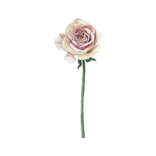 Rose Beige : Sticker                                    