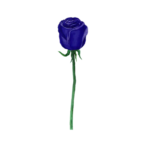 Rose Blue Side : Sticker                                     