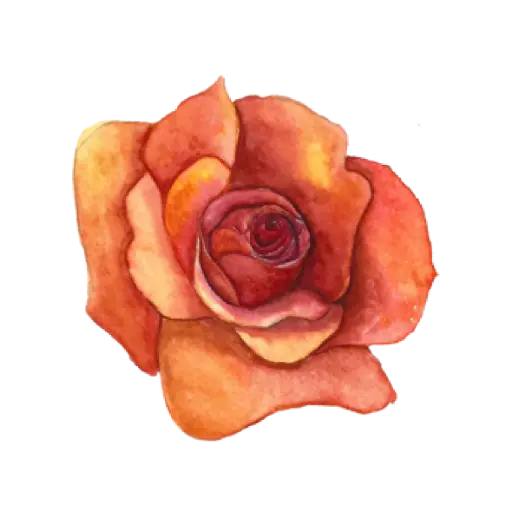 Rose Coral Dark : Sticker                                      