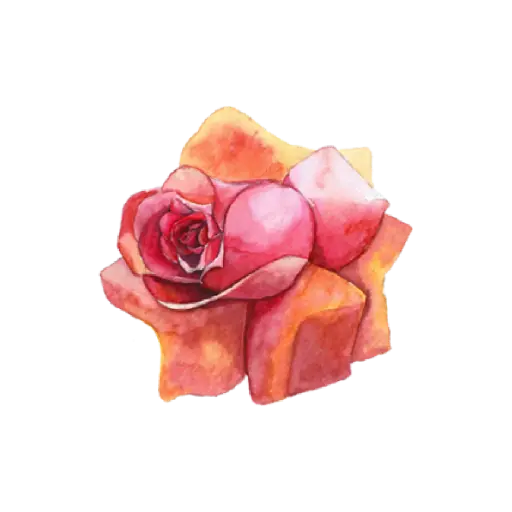 Rose Coral Light : Sticker                                       