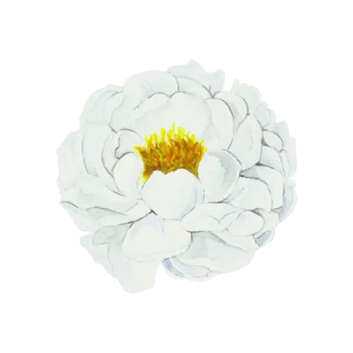 Rose English White : Sticker                                        