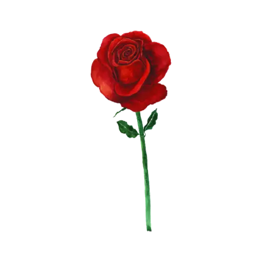 Rose Red Front : Sticker                                         