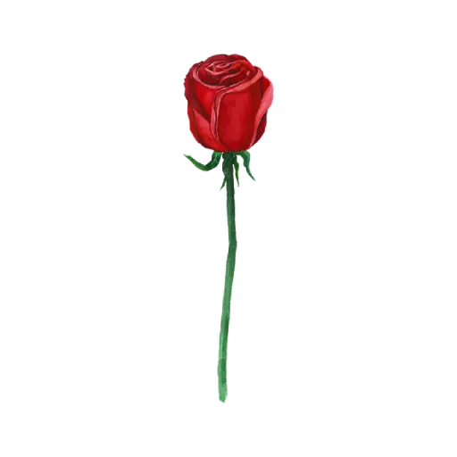 Rose Red  Side : Sticker                                          
