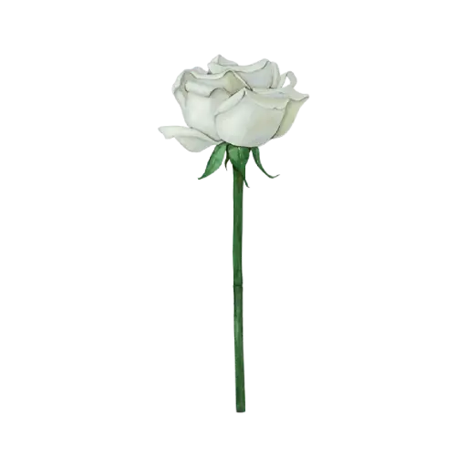 Rose White : Sticker                                           