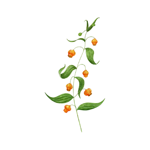 Sandersonia : Sticker                                            