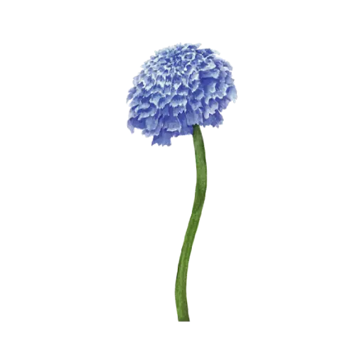 Scabiosa Big : Sticker                                             