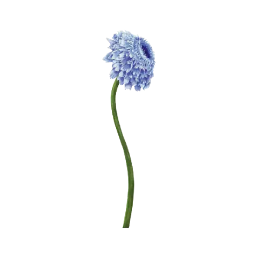 Scabiosa Small : Sticker                                              