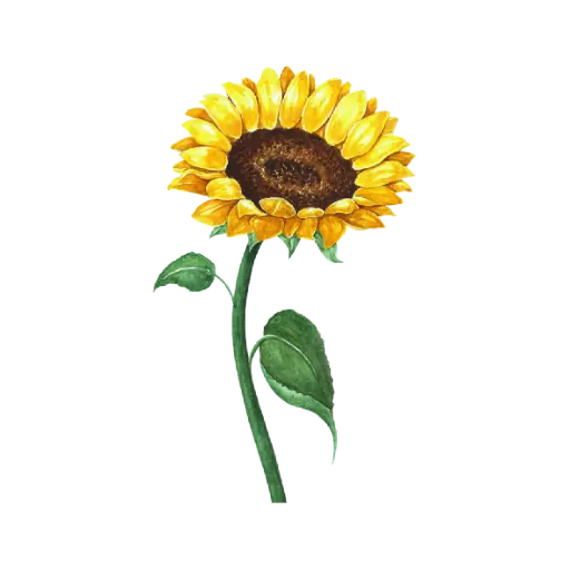 Sunflower Curve : Sticker                                               