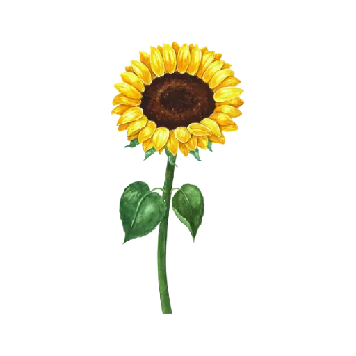 Sunflower Front : Sticker                                                