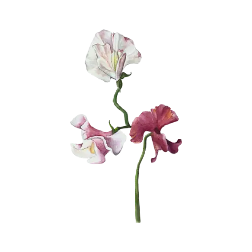 Sweetpea : Sticker                                                  