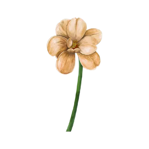 Tulip Dye Brown Short : Sticker                                                      