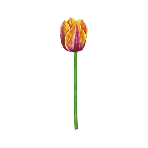 Tulip Orange Red : Sticker                                                       