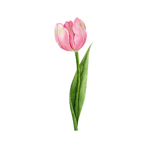 Tulip Pink : Sticker                                                        