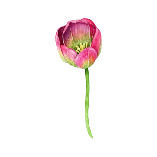 Tulip Pink Green : Sticker                                                         