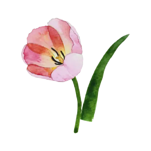 Tulip Pink Short : Sticker                                                          