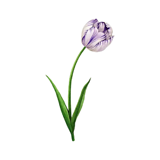 Tulip Rembrandt Purple : Sticker                                                           