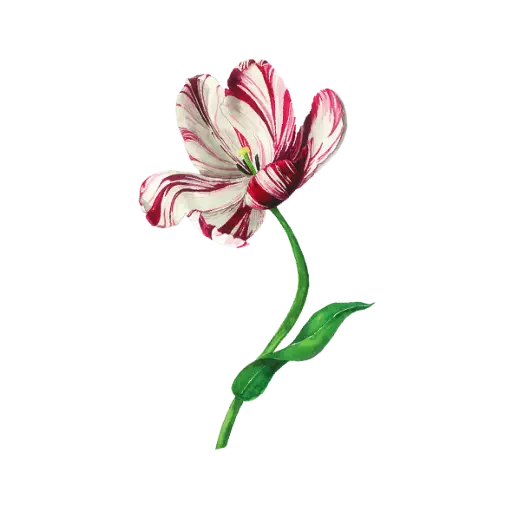 Tulip Rembrandt Red Big : Sticker                                                            
