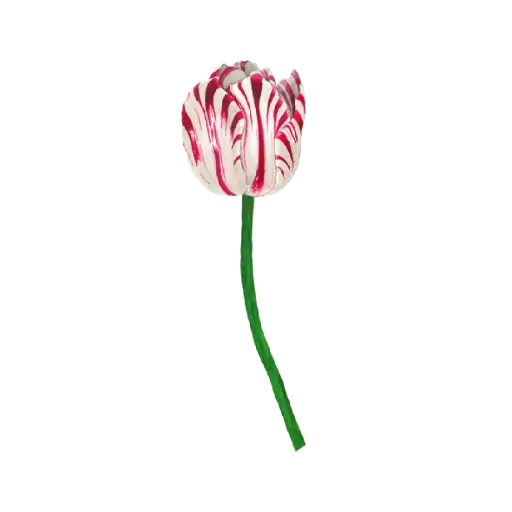 Tulip Rembrandt Red Small  : Sticker                                                     